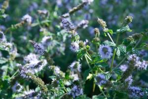 Mint + Origanum