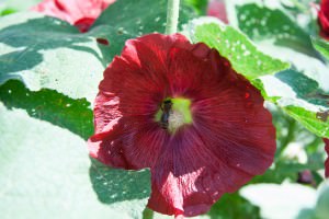 Hollyhock