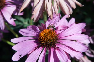 Echinacea