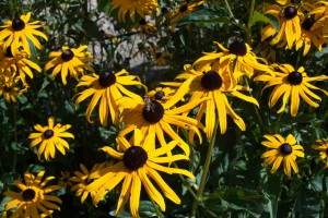 Rudbeckia