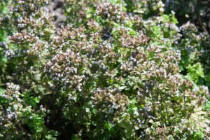 Golden Origanum